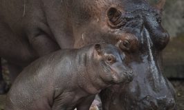 Introducing Augustus – Baby Hippo Born at Disney’s Animal Kingdom is a Boy!
