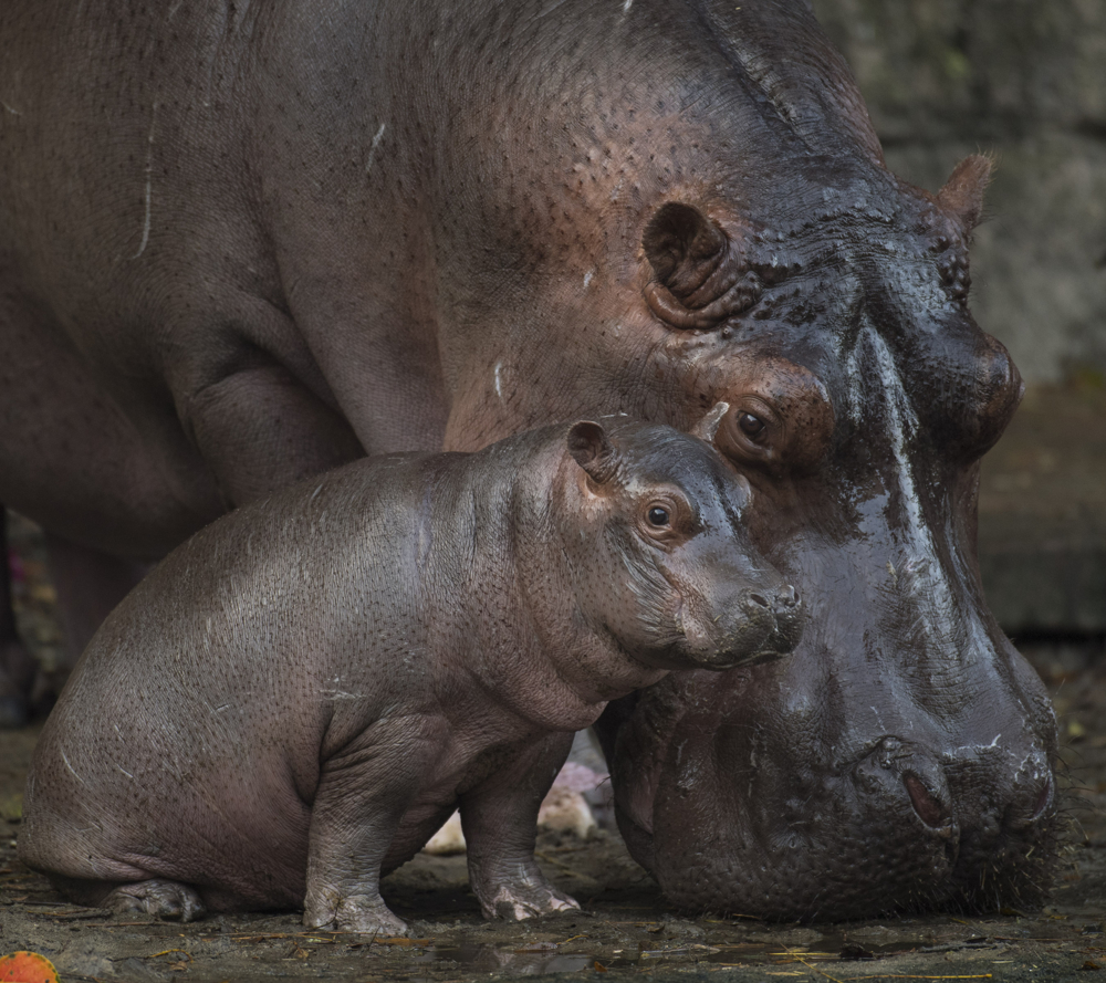 Baby Hippo Born at Disney’s Animal Kingdom is a Boy